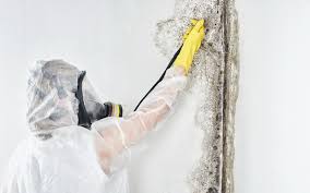 Best Mold Odor Removal Services  in USA